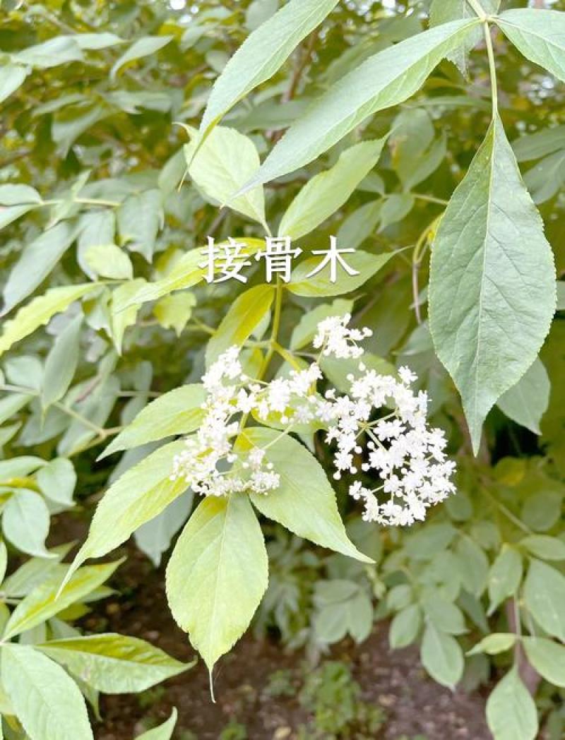 接骨木种子接骨木八棱麻大臭草陆英走马风多年生植物