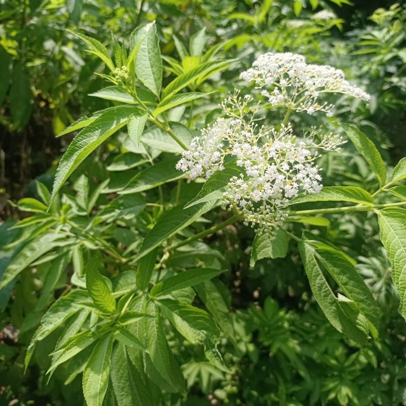 接骨木种子接骨木八棱麻大臭草陆英走马风多年生植物