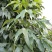 接骨木种子接骨木八棱麻大臭草陆英走马风多年生植物