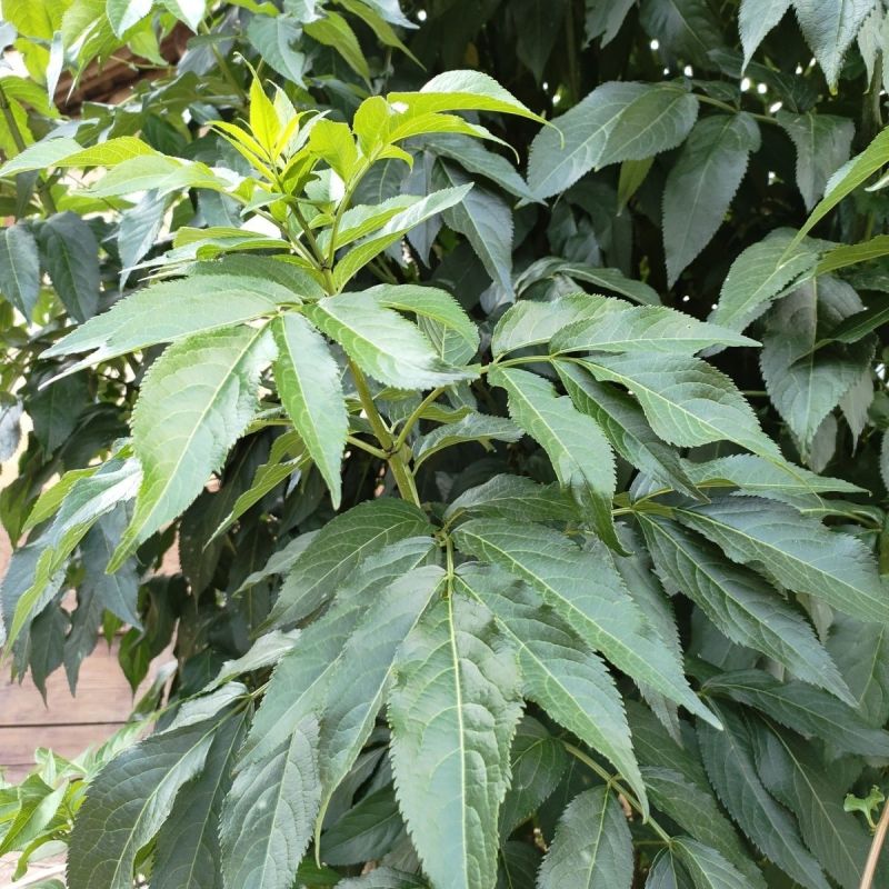 接骨木种子接骨木八棱麻大臭草陆英走马风多年生植物