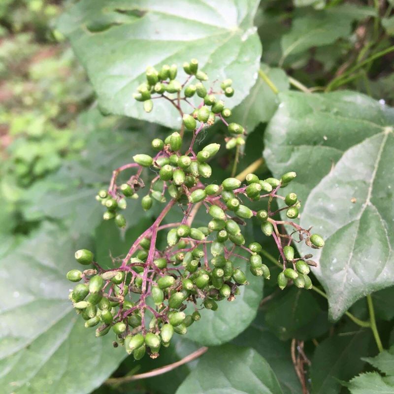 接骨木种子接骨木八棱麻大臭草陆英走马风多年生植物