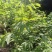 接骨木种子接骨木八棱麻大臭草陆英走马风多年生植物