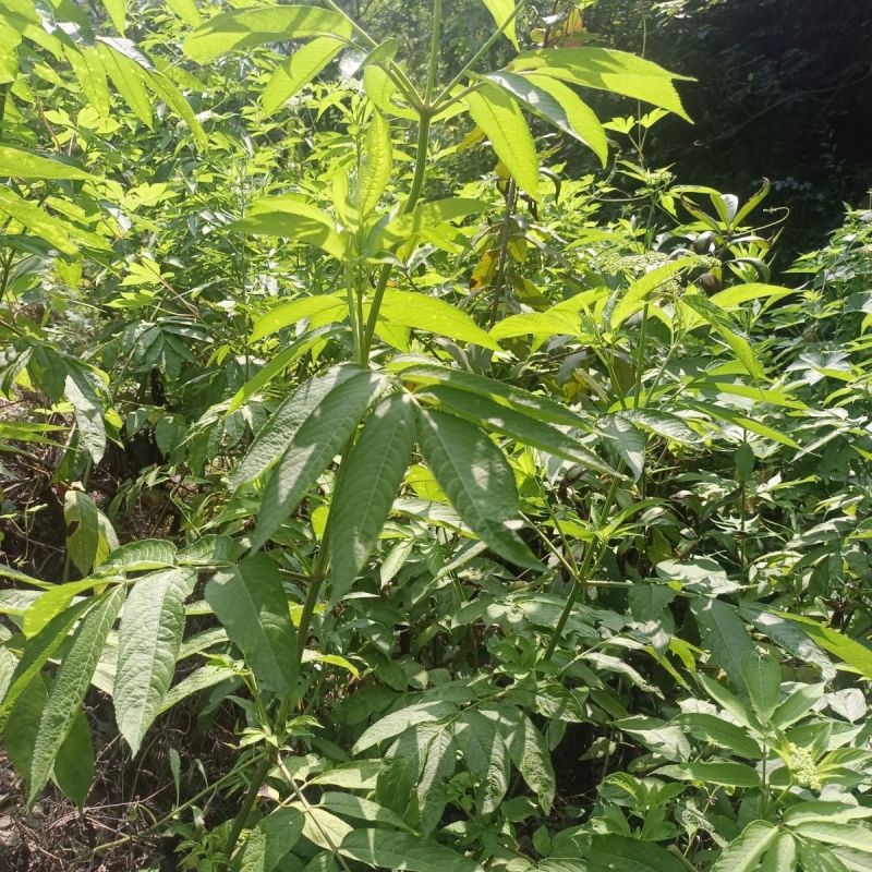 接骨木种子接骨木八棱麻大臭草陆英走马风多年生植物