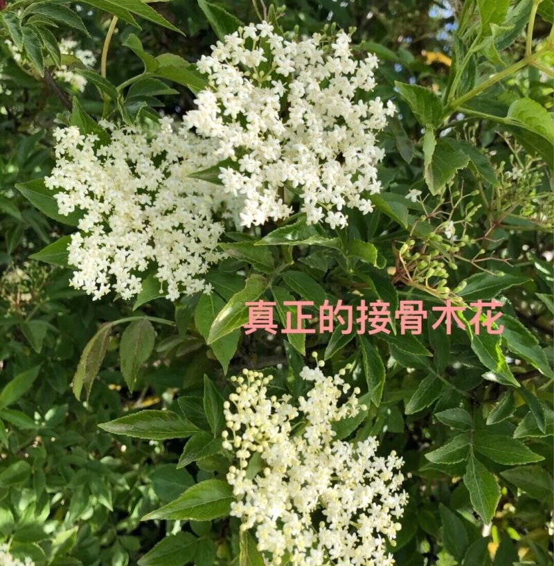 接骨木种子接骨木八棱麻大臭草陆英走马风多年生植物