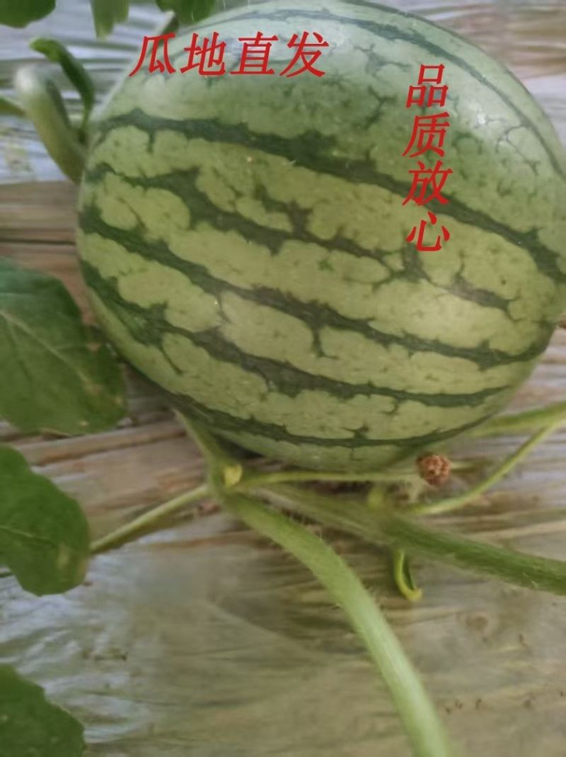 安徽早春红玉糖丸西瓜，一手货源，全国发货，量大从优