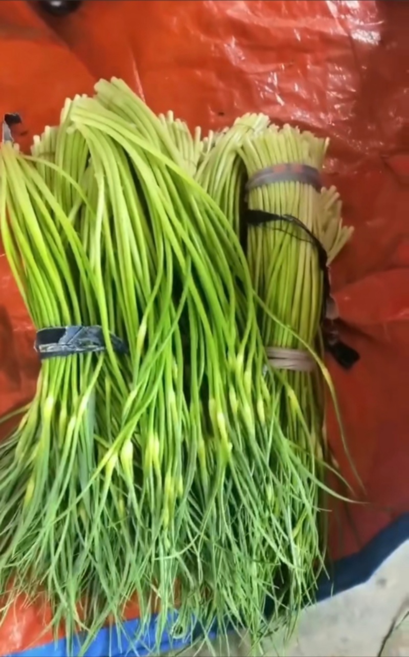 新鲜现抽蒜苔脆甜可口唇齿留香欢迎各位老板咨询订购