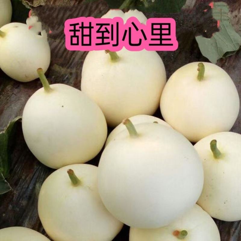 精品早雪甜瓜，小白瓜，产地直发全国供货，品质保证