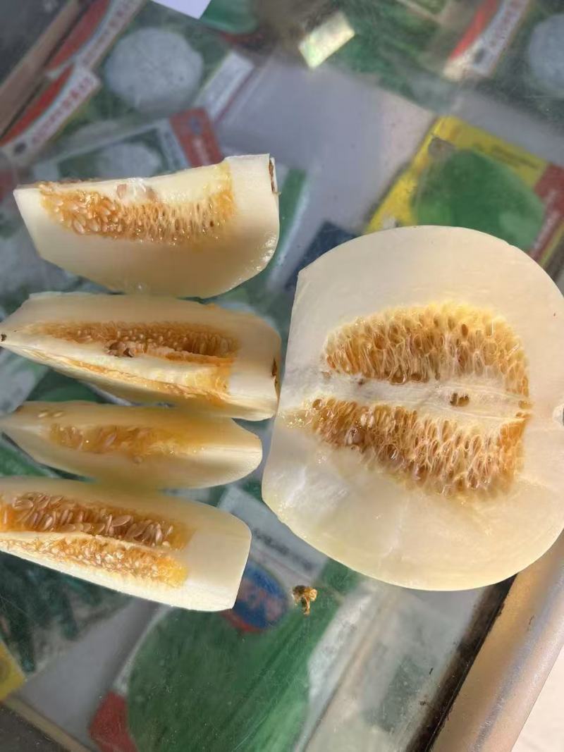 精品早雪甜瓜，小白瓜，产地直发全国供货，品质保证