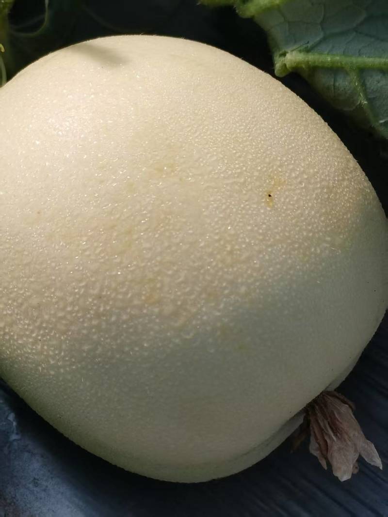 精品早雪甜瓜，小白瓜，产地直发全国供货，品质保证