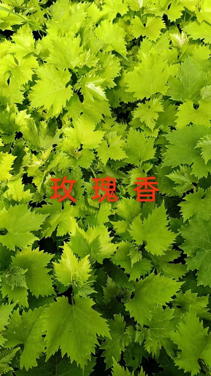 玫瑰香葡萄苗