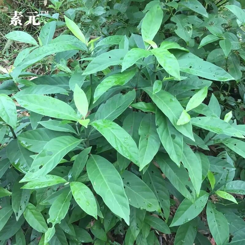 野生九节木种子山大颜中草药山大岩大罗伞山大刀多年生草本