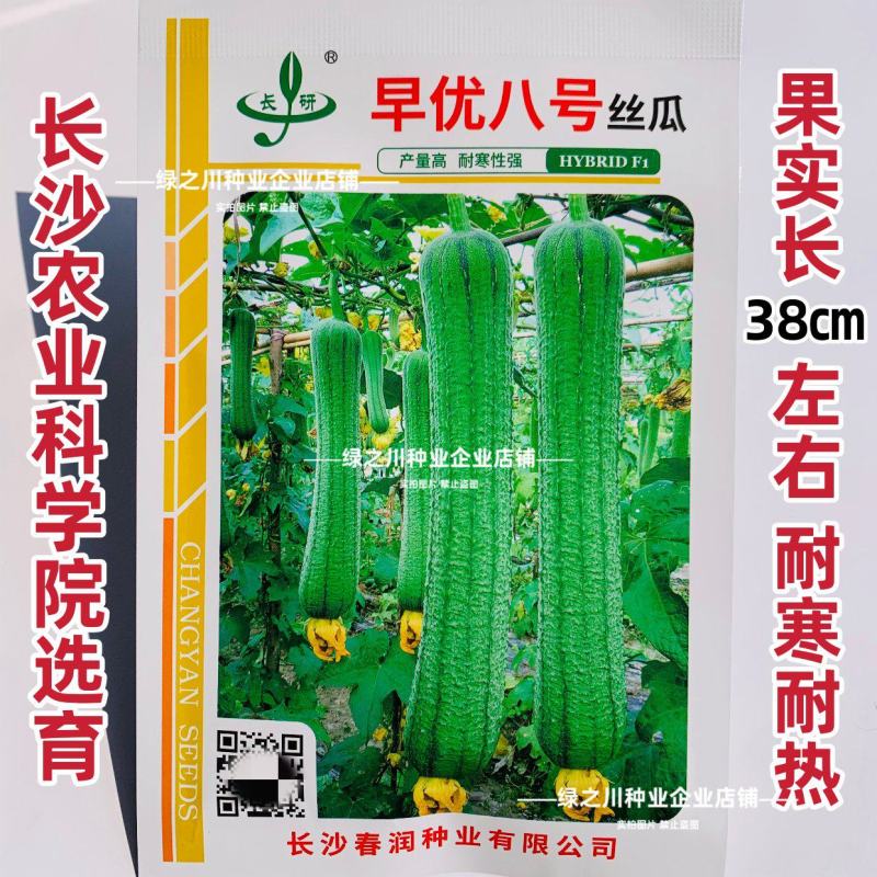 早熟丝瓜种子春润早优八号丝瓜种子耐寒耐热高产农科院种子