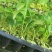 白术苗河北白术苗预定4月份移栽