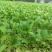 白术苗河北白术苗预定4月份移栽