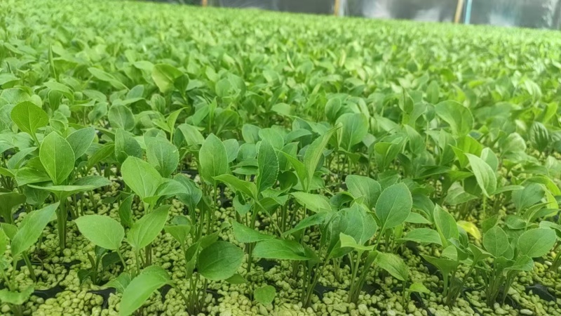 白术苗河北白术苗预定4月份移栽