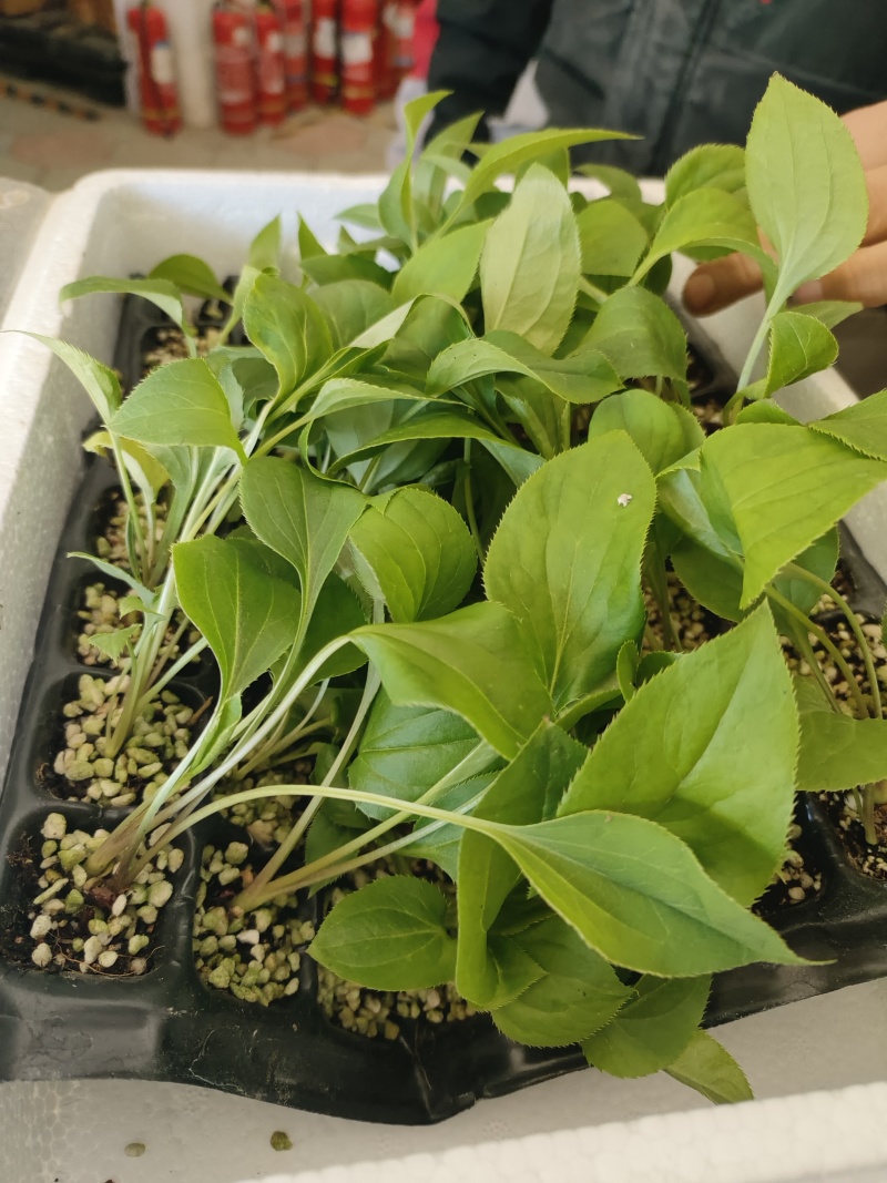 白术苗河北白术苗预定4月份移栽