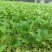 白术苗河北白术苗预定4月份移栽