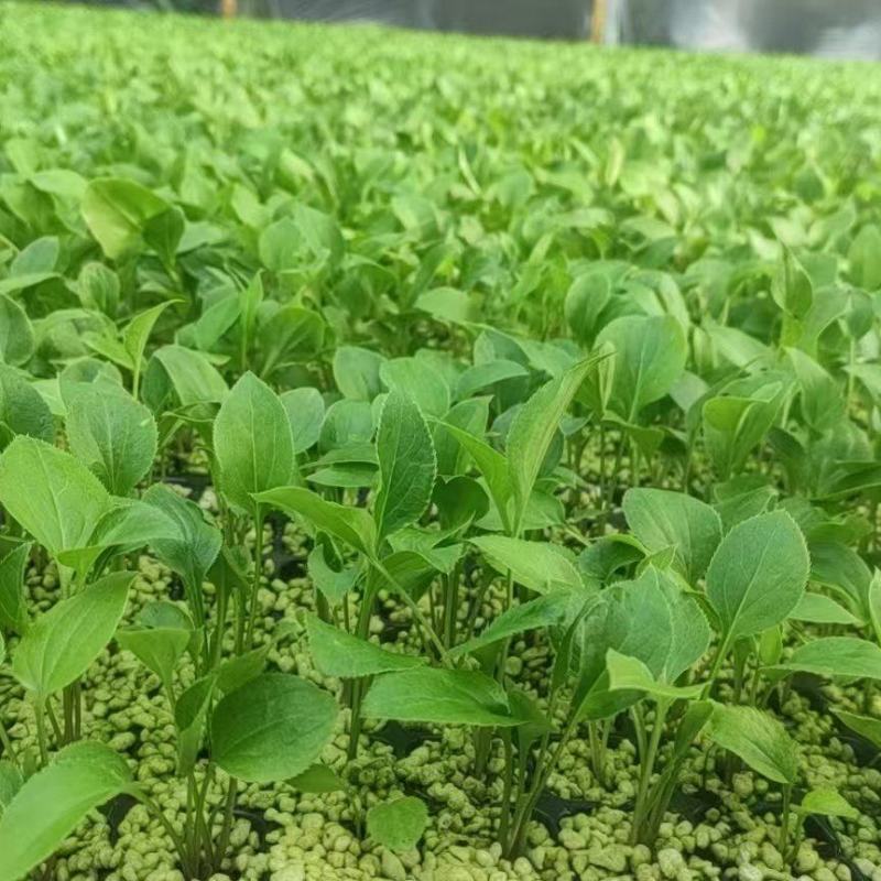 白术苗河北白术苗预定4月份移栽
