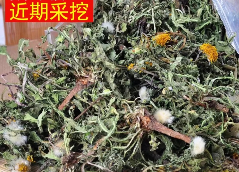 蒲公英鲜货干货