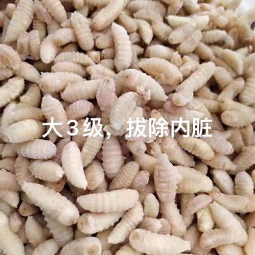 除内脏，虎头蜂3级蛹，大土蜂3级蛹除内脏，金环黑尾