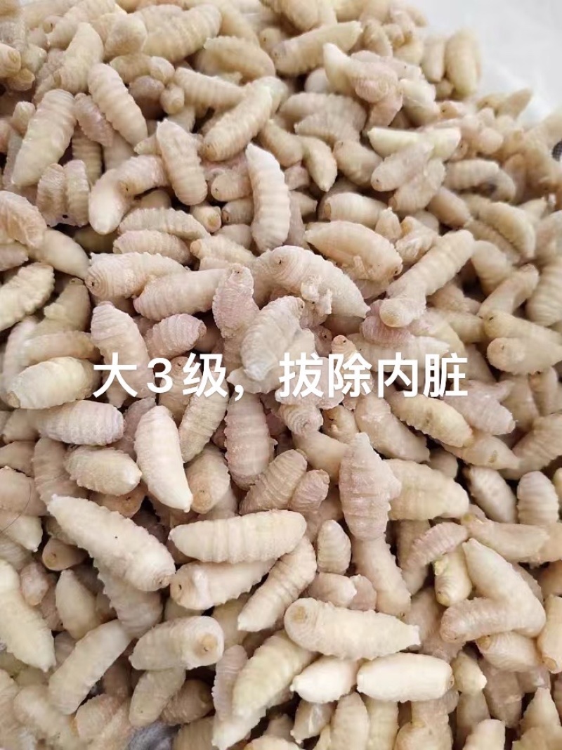 除内脏，虎头蜂3级蛹，大土蜂3级蛹除内脏，金环黑尾