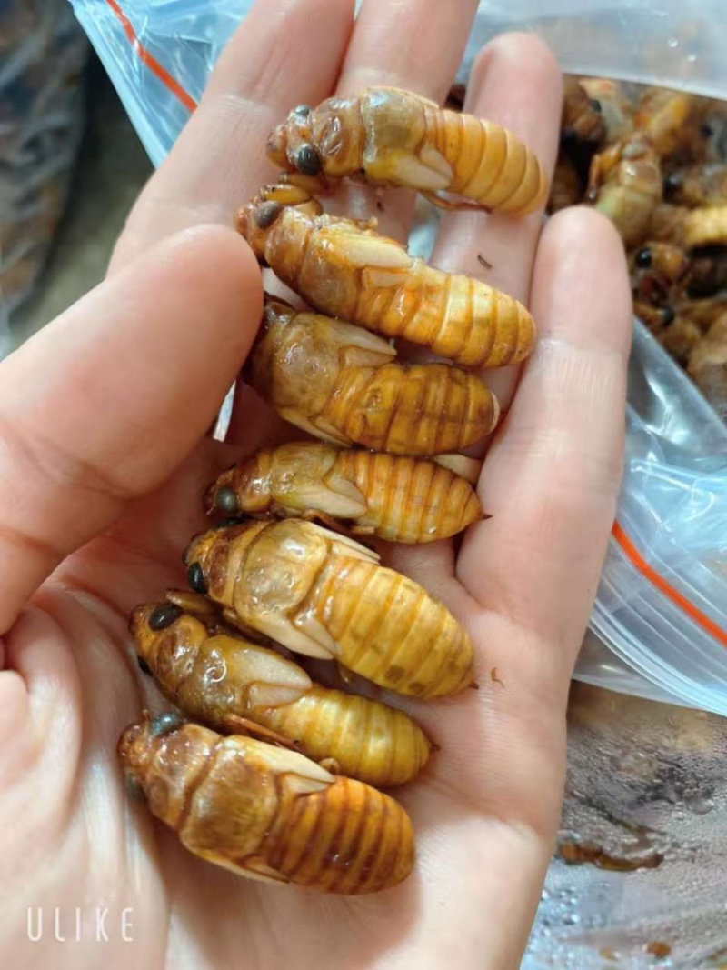 新货，小金蝉小竹蝉，一斤230只左右，南方货，货量充足