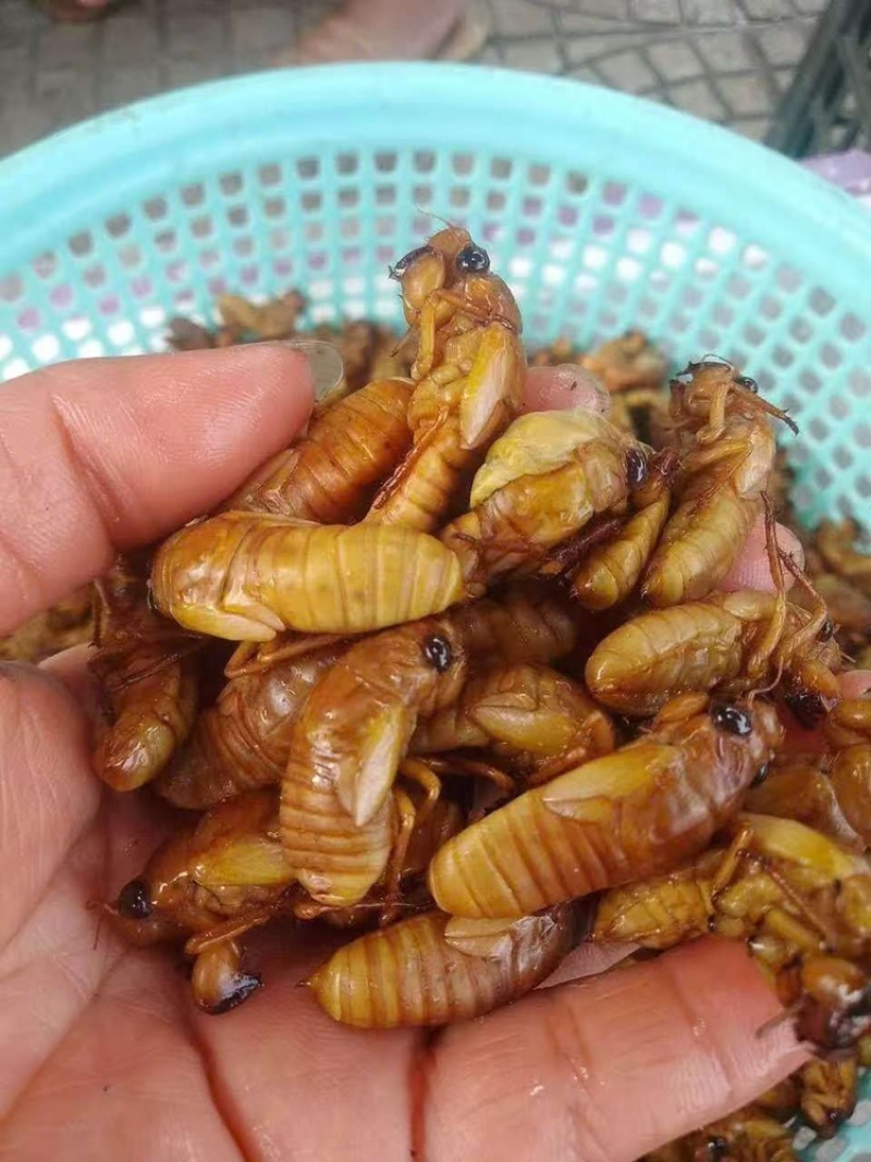 新货，小金蝉小竹蝉，一斤230只左右，南方货，货量充足