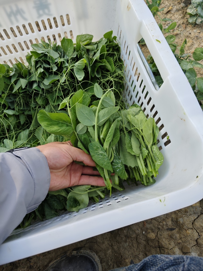 贵州豌豆尖，豌豆苗