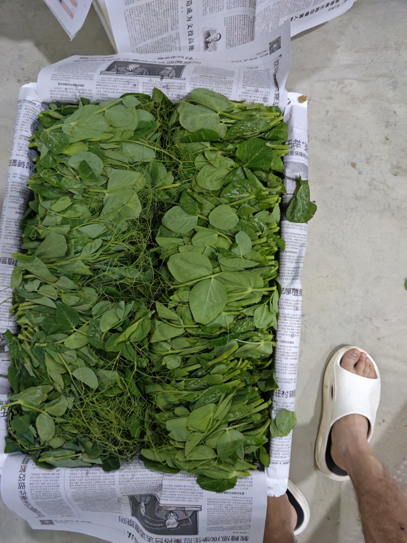 贵州豌豆尖，豌豆苗