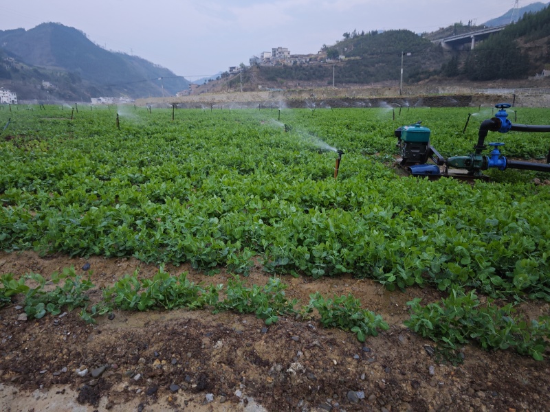 贵州豌豆尖，豌豆苗