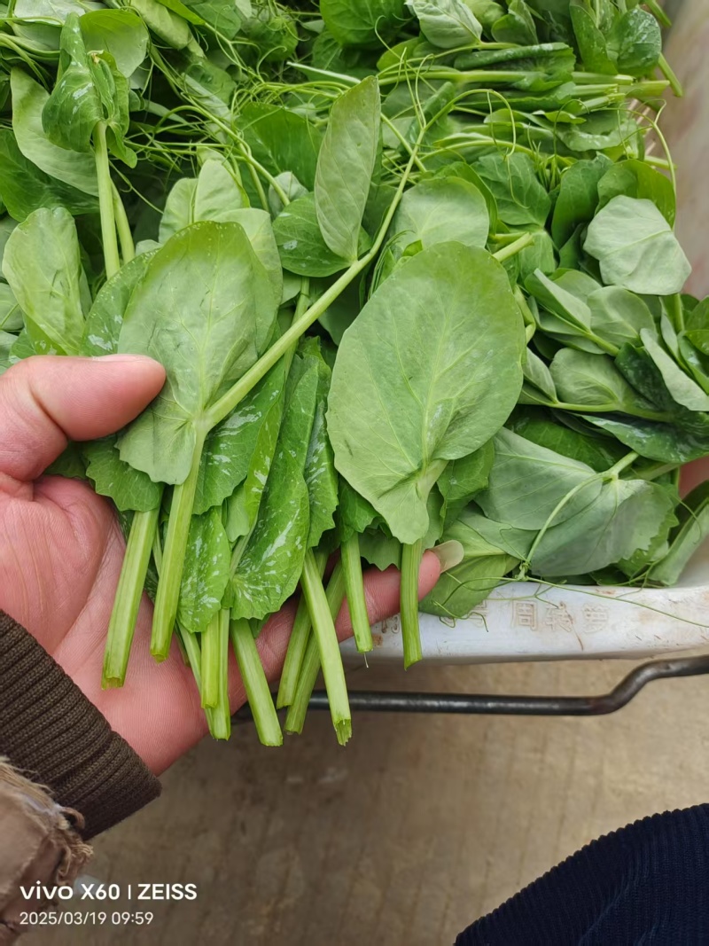 贵州豌豆尖豌豆苗