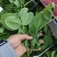 贵州豌豆尖豌豆苗