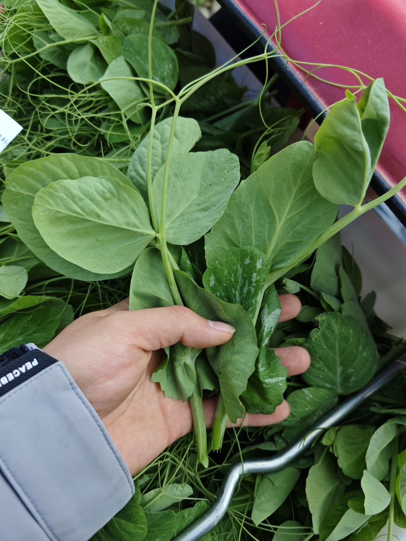 贵州豌豆尖豌豆苗