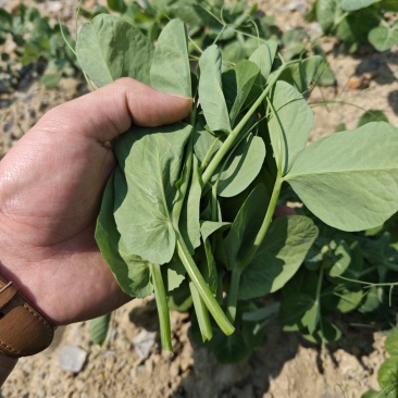 贵州豌豆尖，豌豆苗豆胚一叶一包豌豆尖叶大厚实