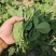 贵州豌豆尖，豌豆苗豆胚一叶一包豌豆尖叶大厚实