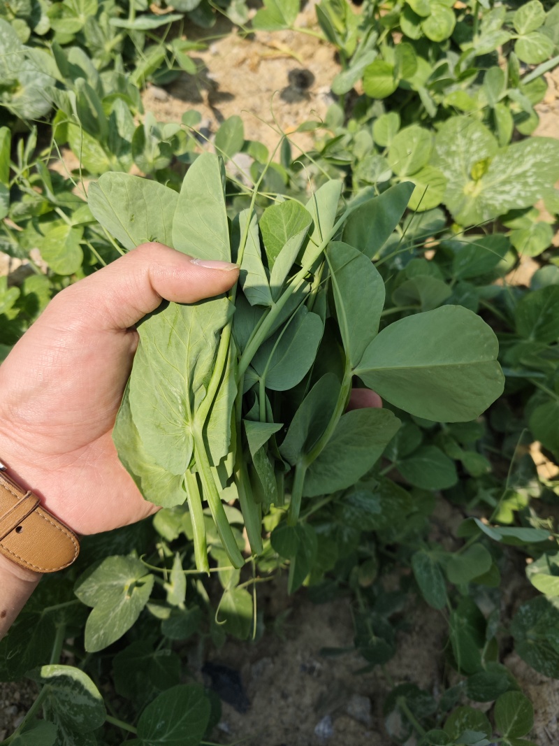 贵州豌豆尖，豌豆苗豆胚一叶一包豌豆尖叶大厚实