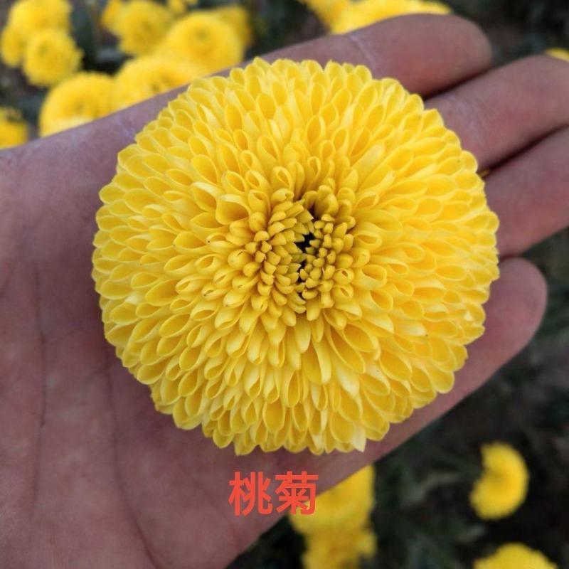 黄山馒头金丝皇菊苗一手货源包技术包回收鲜花干货