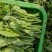 贵州豌豆尖豌豆苗豌豆苗豆胚一叶一包豌豆尖叶大厚实