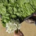 贵州豌豆尖豌豆苗豌豆苗豆胚一叶一包豌豆尖叶大厚实