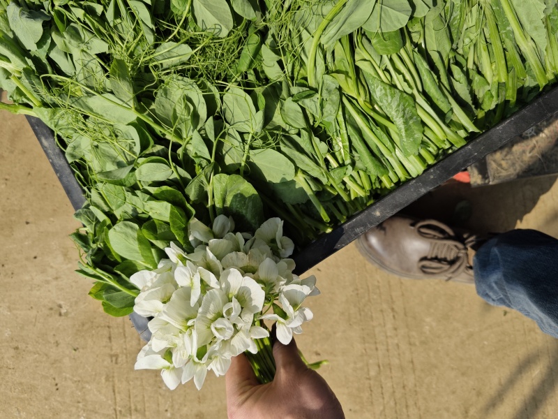 贵州豌豆尖豌豆苗豌豆苗豆胚一叶一包豌豆尖叶大厚实