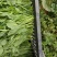 贵州豌豆尖豌豆苗豌豆苗豆胚一叶一包豌豆尖叶大厚实