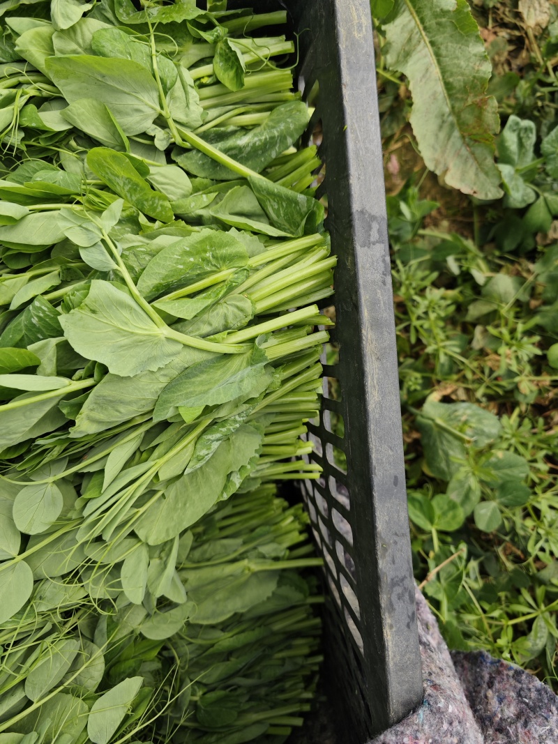 贵州豌豆尖豌豆苗豌豆苗豆胚一叶一包豌豆尖叶大厚实