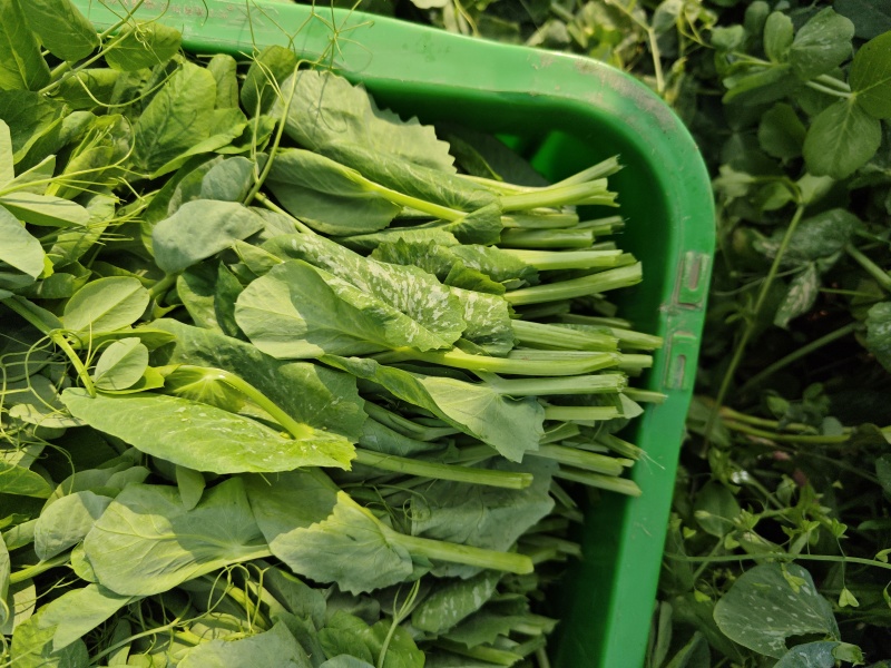 贵州豌豆尖豌豆苗豌豆苗豆胚一叶一包豌豆尖叶大厚实