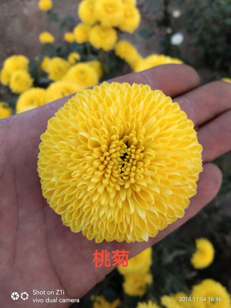 出售金丝皇菊老根苗扦插苗一手货源包技术诚信经营