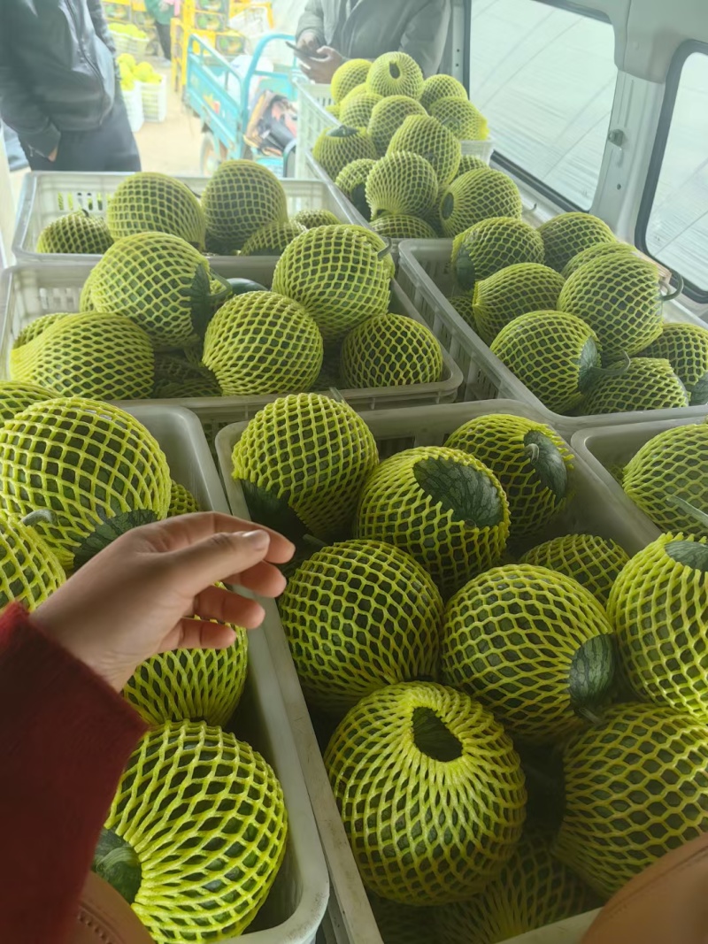 西瓜/东台特小凤西瓜/东台8424西瓜/特小凤西瓜/4k/