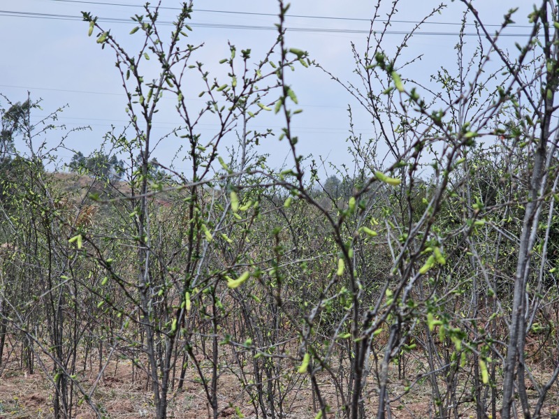 产地供应新鲜菜用金雀花