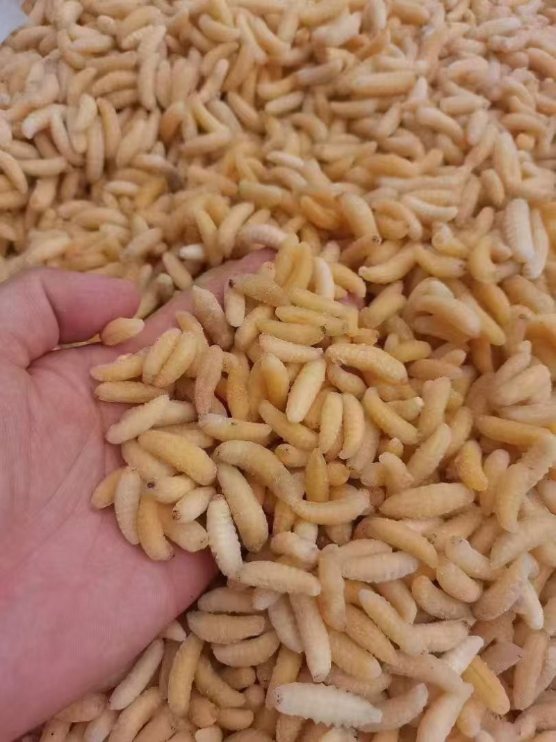 树蜂1级蛹，纯1级，熟冻，葫芦蜂，量大，广州发全国