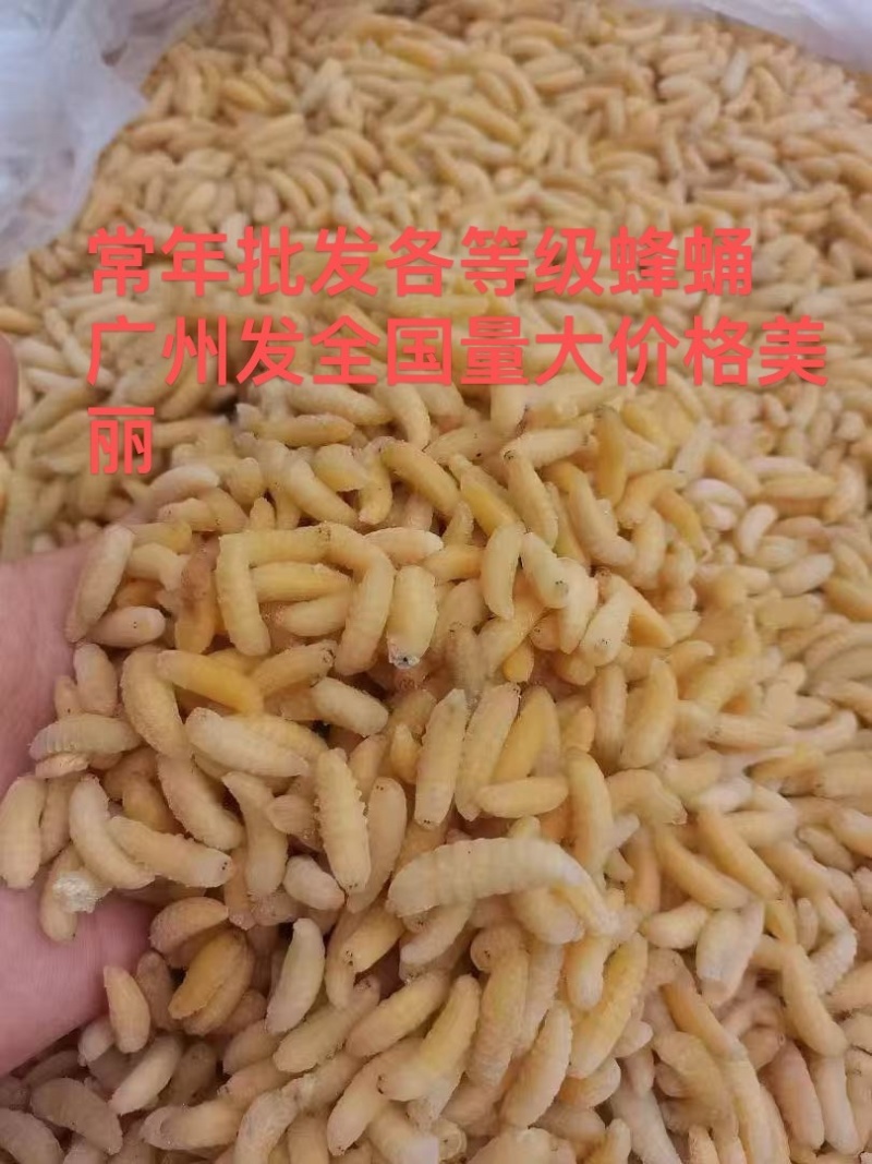 树蜂1级蛹，纯1级，熟冻，葫芦蜂，量大，广州发全国