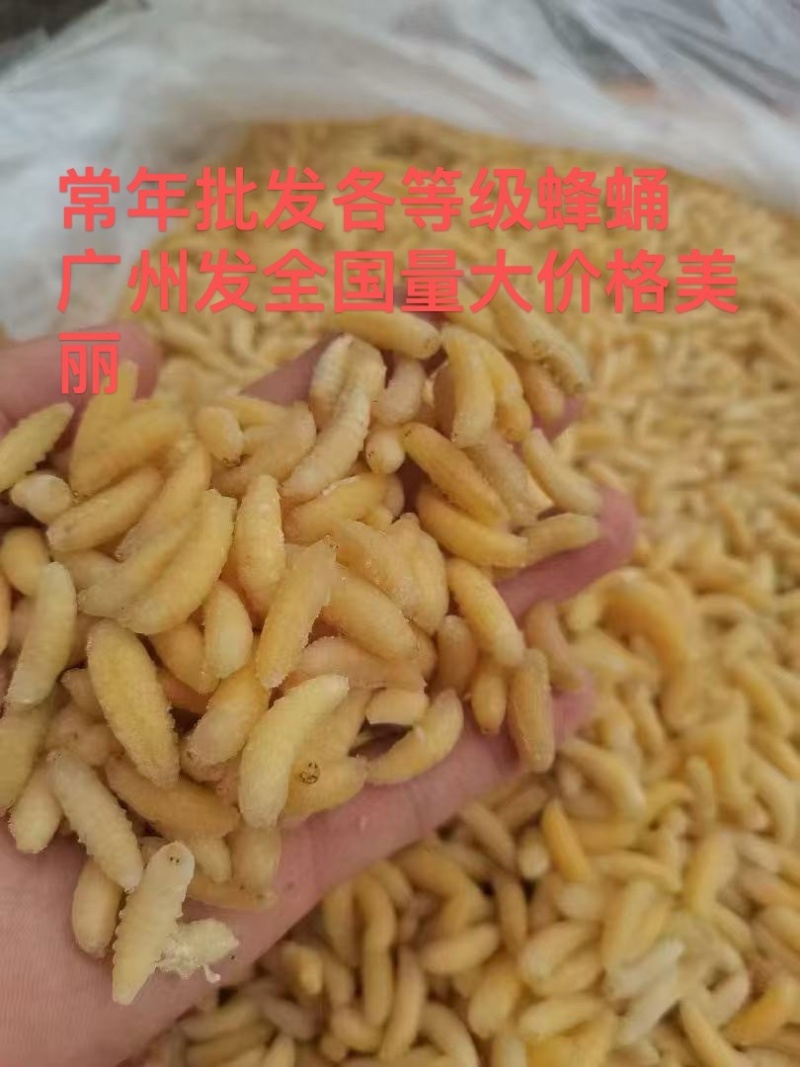 树蜂1级蛹，纯1级，熟冻，葫芦蜂，量大，广州发全国