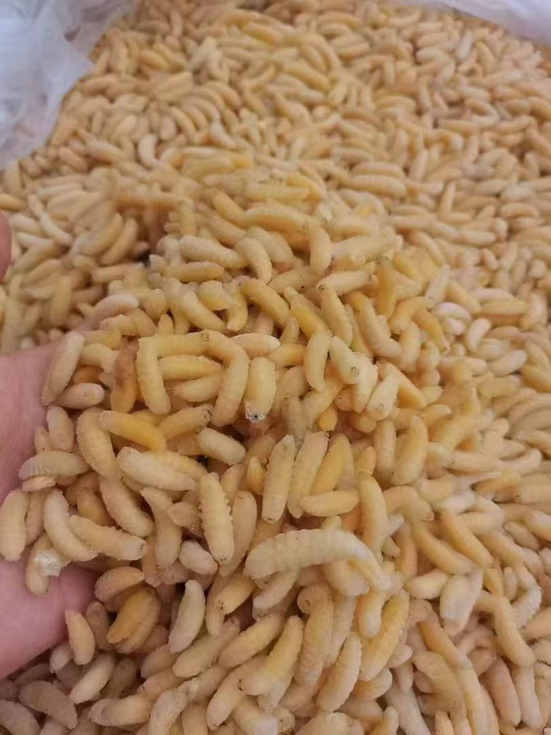 树蜂1级蛹，纯1级，熟冻，葫芦蜂，量大，广州发全国
